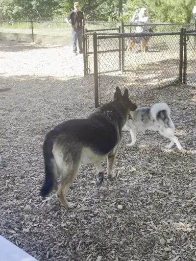 Main City Park - Dog Park - Gresham, OR