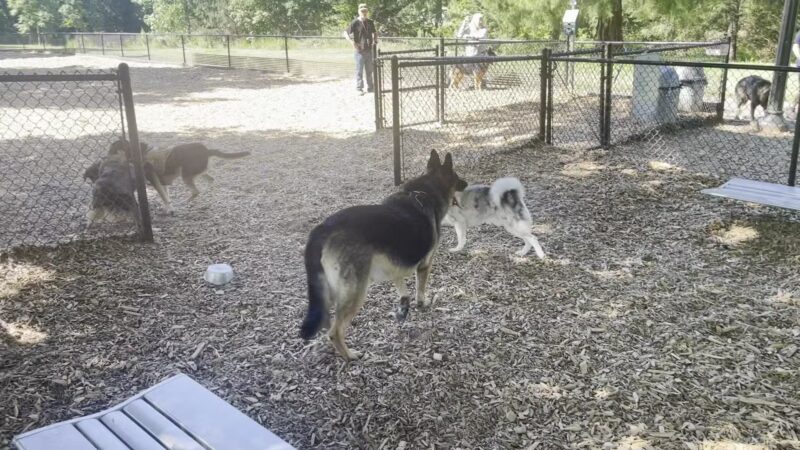 Main City Park - Dog Park - Gresham, OR