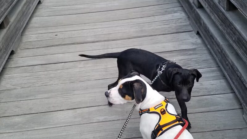 Main City Park - Dog Park - Gresham, OR