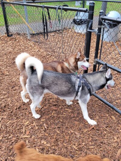 Main City Park - Dog Park - Gresham, OR