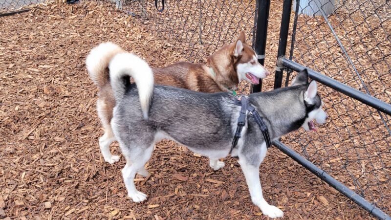Main City Park - Dog Park - Gresham, OR