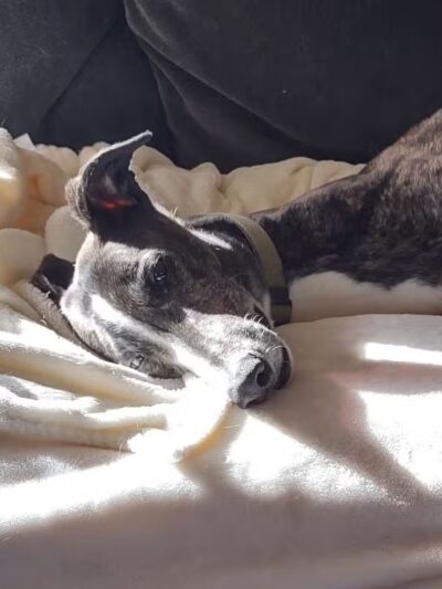 Greyhound Pets Of America Greater Northwest - ,