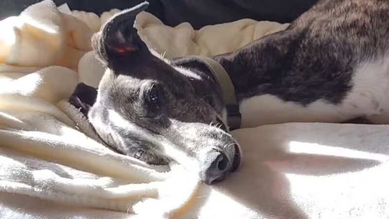 Greyhound Pets Of America Greater Northwest - ,