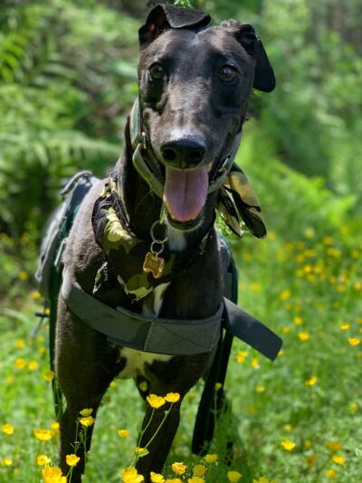 Greyhound Pets Of America Greater Northwest - ,