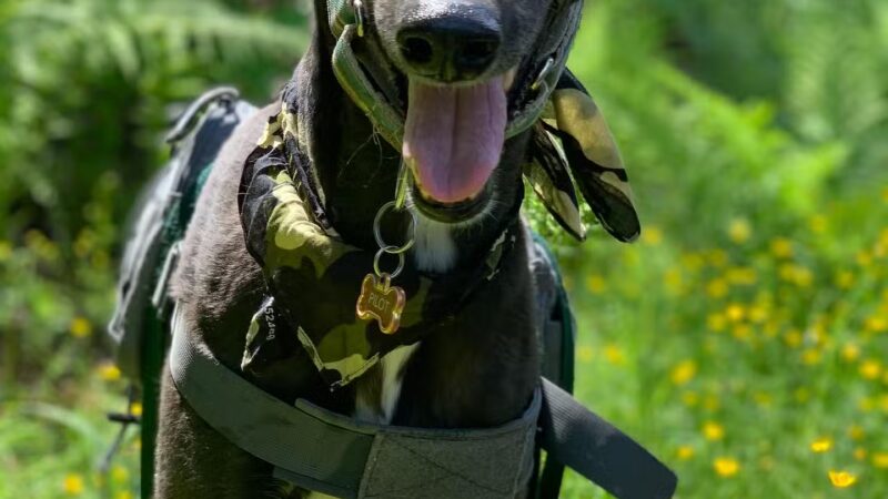 Greyhound Pets Of America Greater Northwest - ,