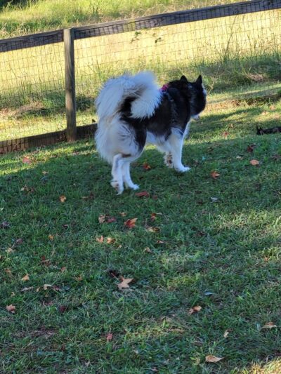 Carver Road Dog Park - Griffin, GA