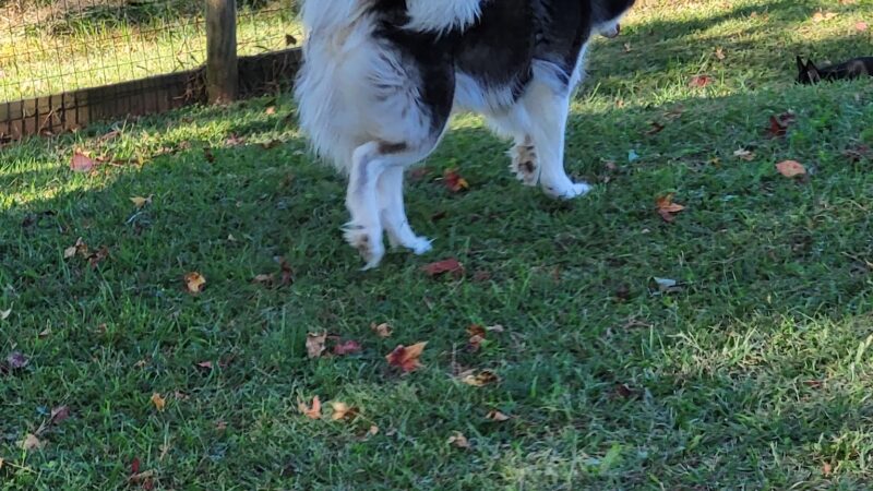 Carver Road Dog Park - Griffin, GA