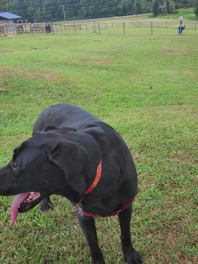 Carver Road Dog Park - Griffin, GA