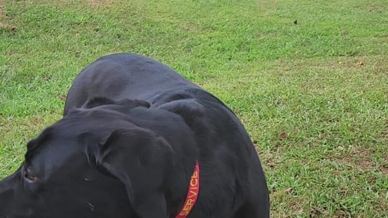 Carver Road Dog Park - Griffin, GA
