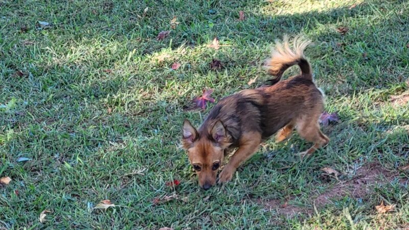 Carver Road Dog Park - Griffin, GA