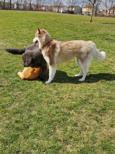 Breck Community Dog Park - Grove City, OH