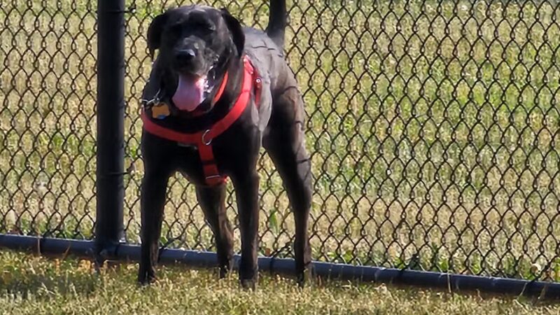 Breck Community Dog Park - Grove City, OH