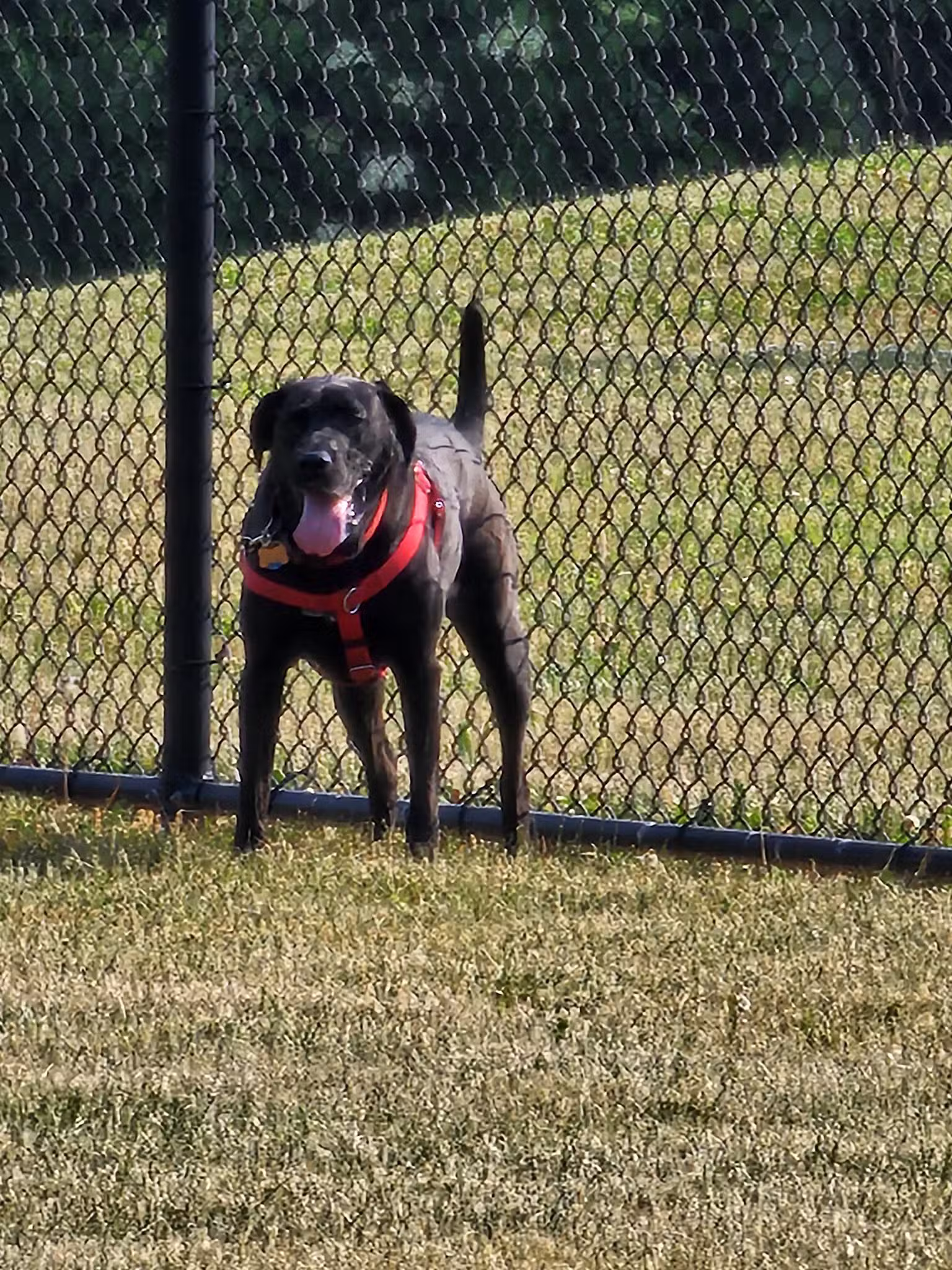 Breck Community Dog Park - Grove City, OH