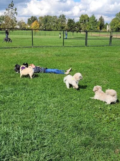 Breck Community Dog Park - Grove City, OH
