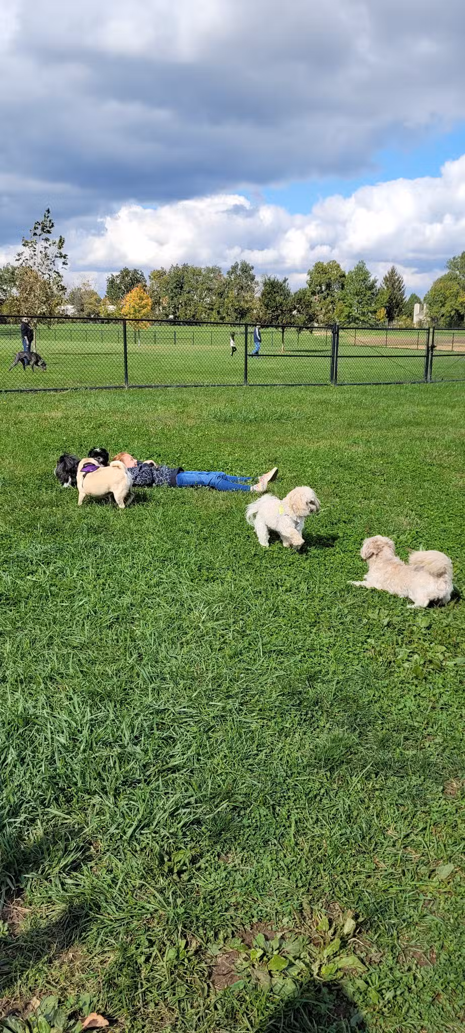 Breck Community Dog Park - Grove City, OH