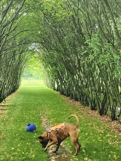 Walnut Woods Dog Park - Groveport, OH