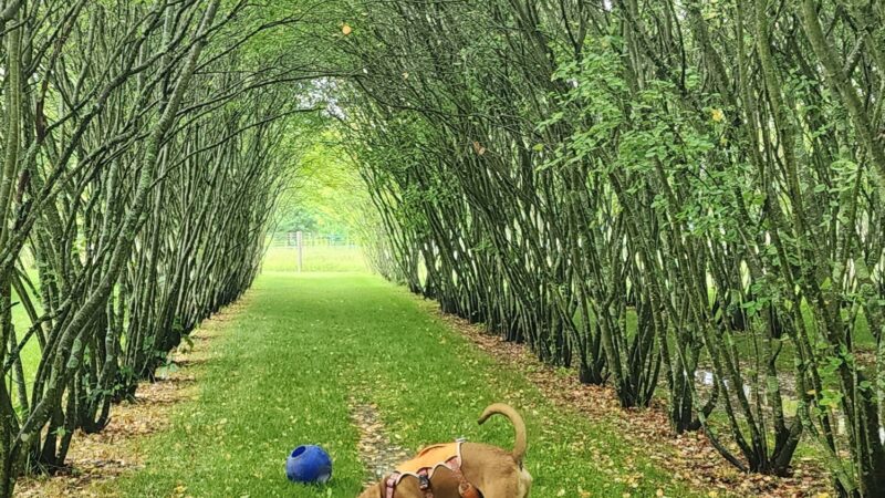 Walnut Woods Dog Park - Groveport, OH