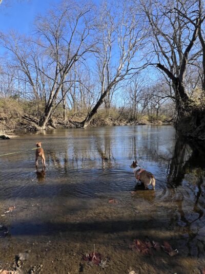 Walnut Woods Dog Park - Groveport, OH