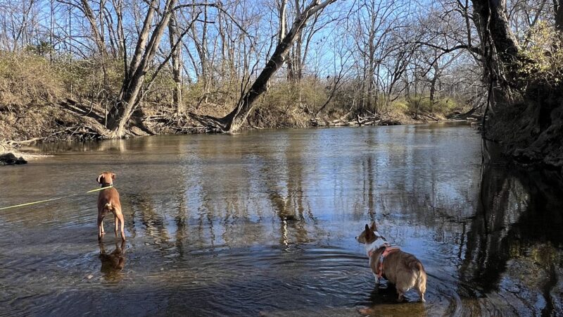 Walnut Woods Dog Park - Groveport, OH