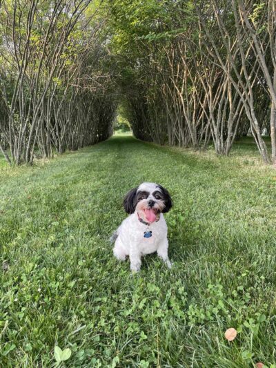 Walnut Woods Dog Park - Groveport, OH