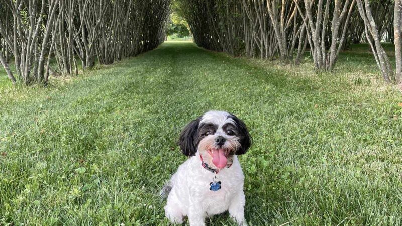 Walnut Woods Dog Park - Groveport, OH