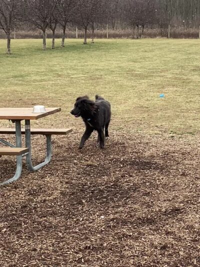 Walnut Woods Dog Park - Groveport, OH