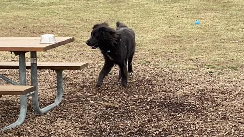 Walnut Woods Dog Park - Groveport, OH