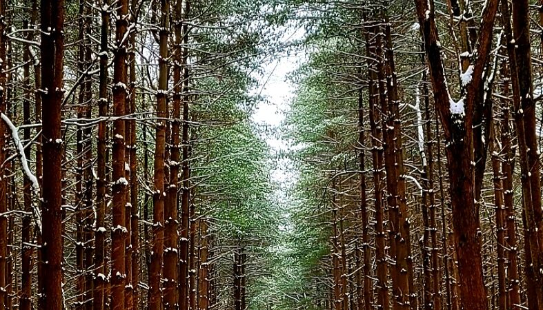 Walnut Woods Metro Park - Groveport, OH