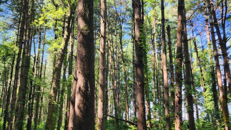 Walnut Woods Metro Park - Groveport, OH