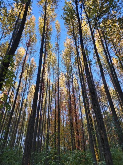 Walnut Woods Metro Park - Groveport, OH