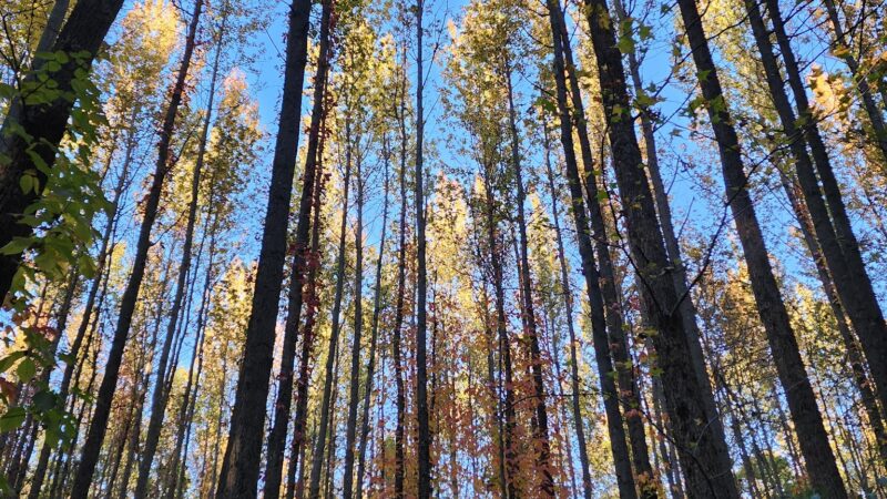 Walnut Woods Metro Park - Groveport, OH