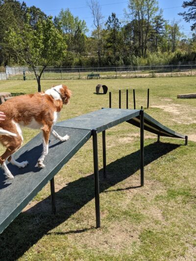 Goodale Dog Park - Grovetown, GA