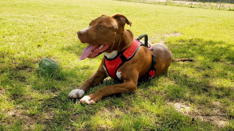 Goodale Dog Park - Grovetown, GA