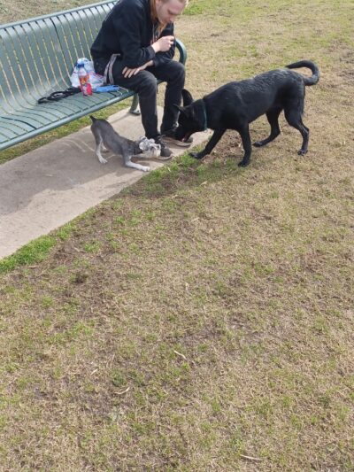 Goodale Dog Park - Grovetown, GA