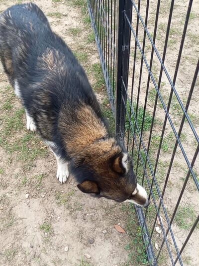 Dog Park - Gulf Shores, AL