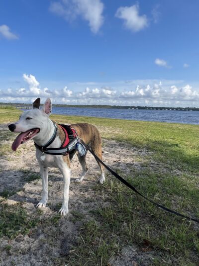 Dog Park - Gulf Shores, AL