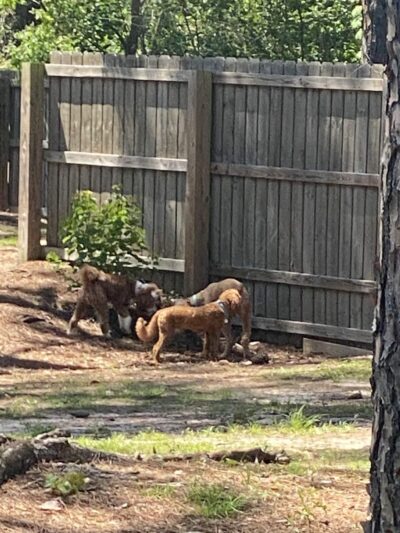 Gulf Shores Dog Park - Gulf Shores, AL