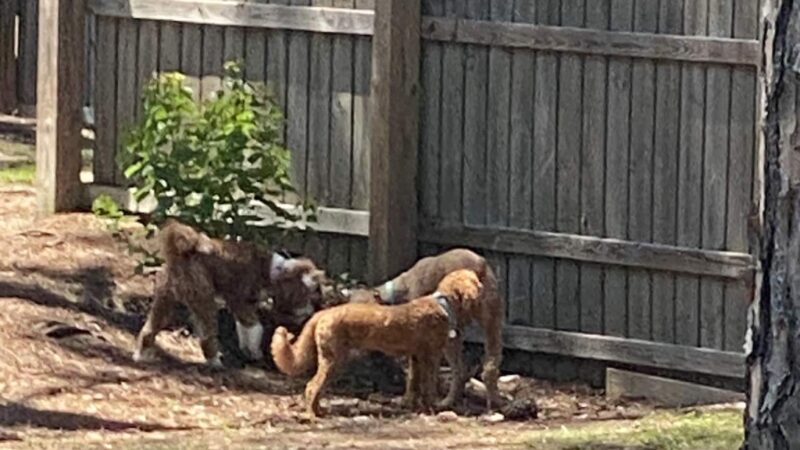 Gulf Shores Dog Park - Gulf Shores, AL