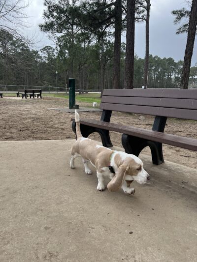 Gulf Shores Dog Park - Gulf Shores, AL