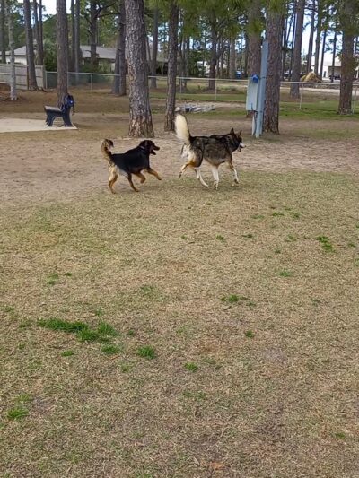 Gulf Shores Dog Park - Gulf Shores, AL