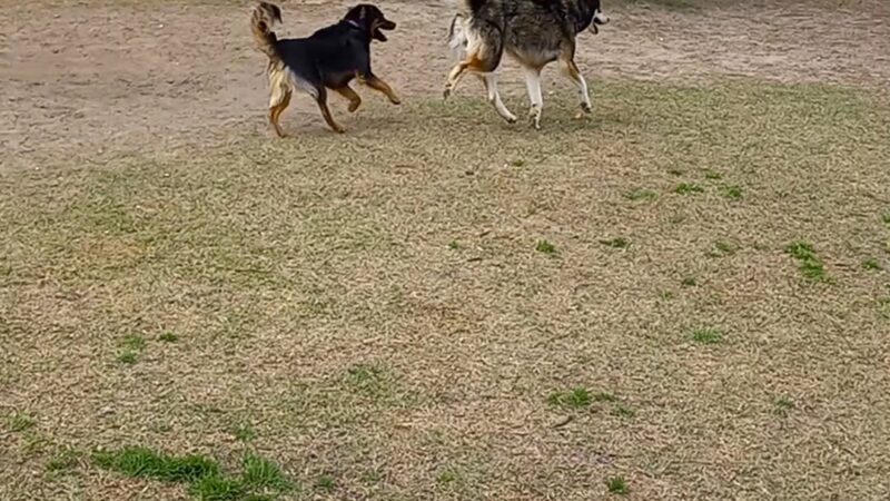 Gulf Shores Dog Park - Gulf Shores, AL