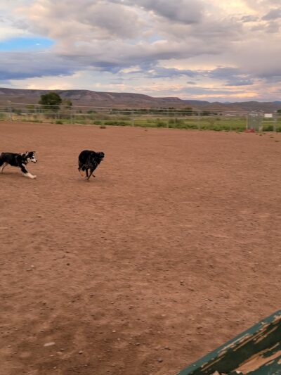 Dog Park - Gunnison, CO