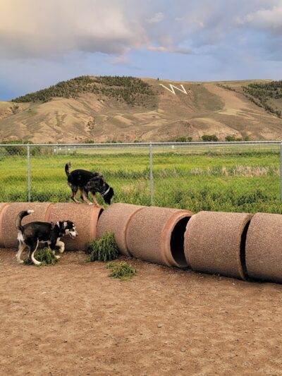 Dog Park - Gunnison, CO