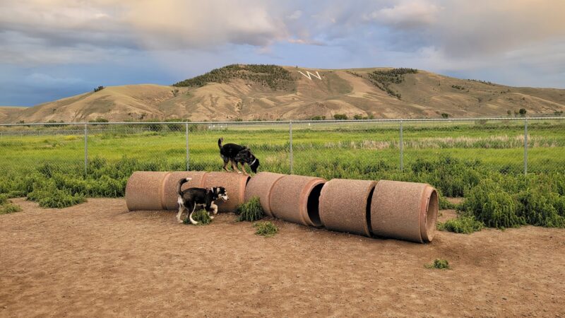 Dog Park - Gunnison, CO
