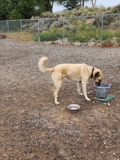 Dog Park - Gunnison, CO