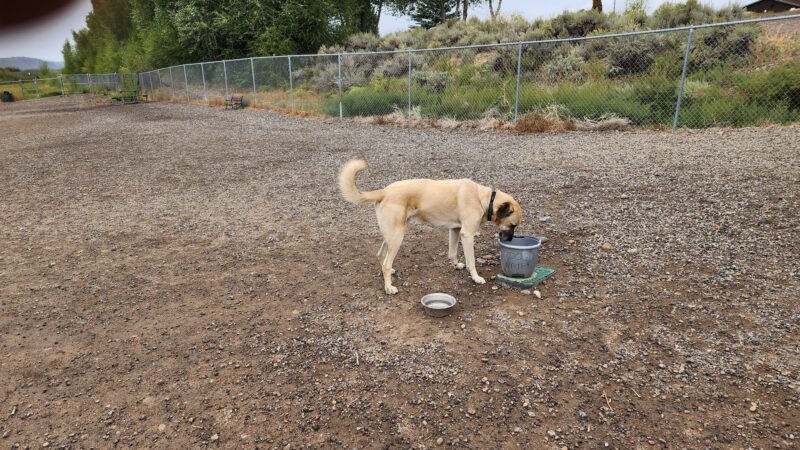 Dog Park - Gunnison, CO