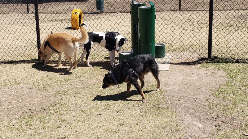 NASH Dog Park - Guymon, OK