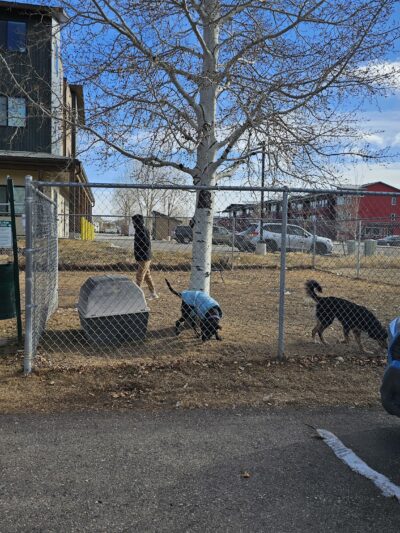 Dog Park - Gypsum, CO