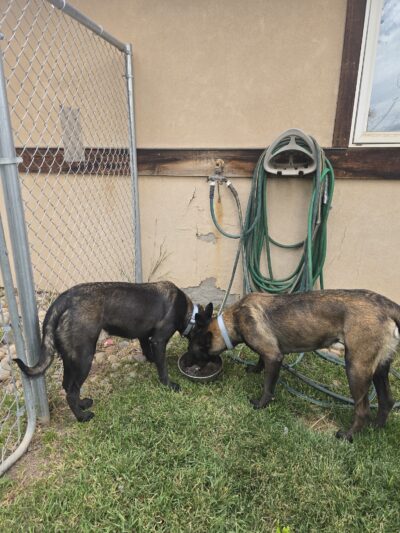 Dog Park - Gypsum, CO