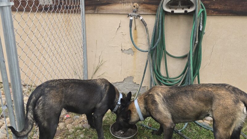 Dog Park - Gypsum, CO